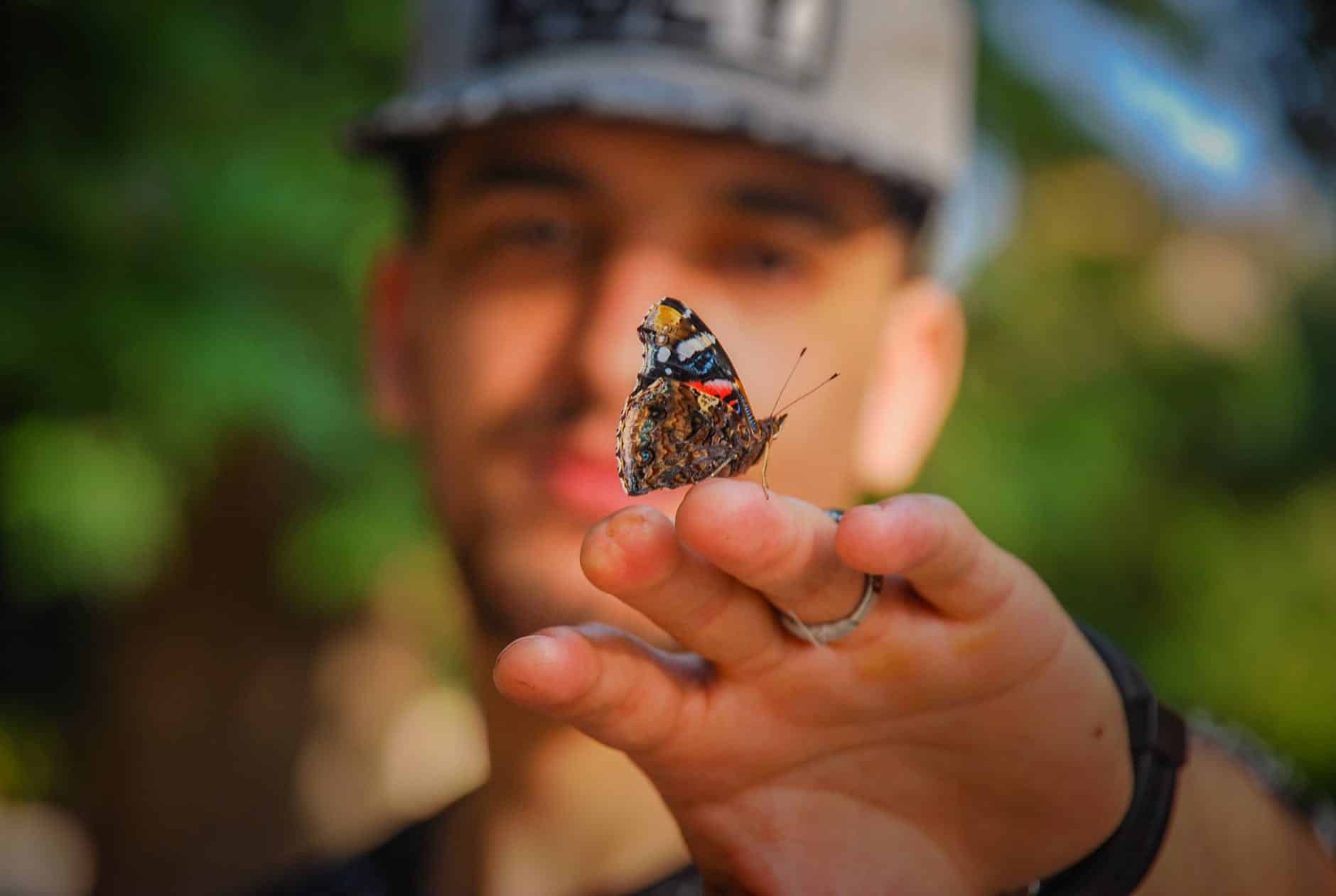 brown and black butterfly on man s hand